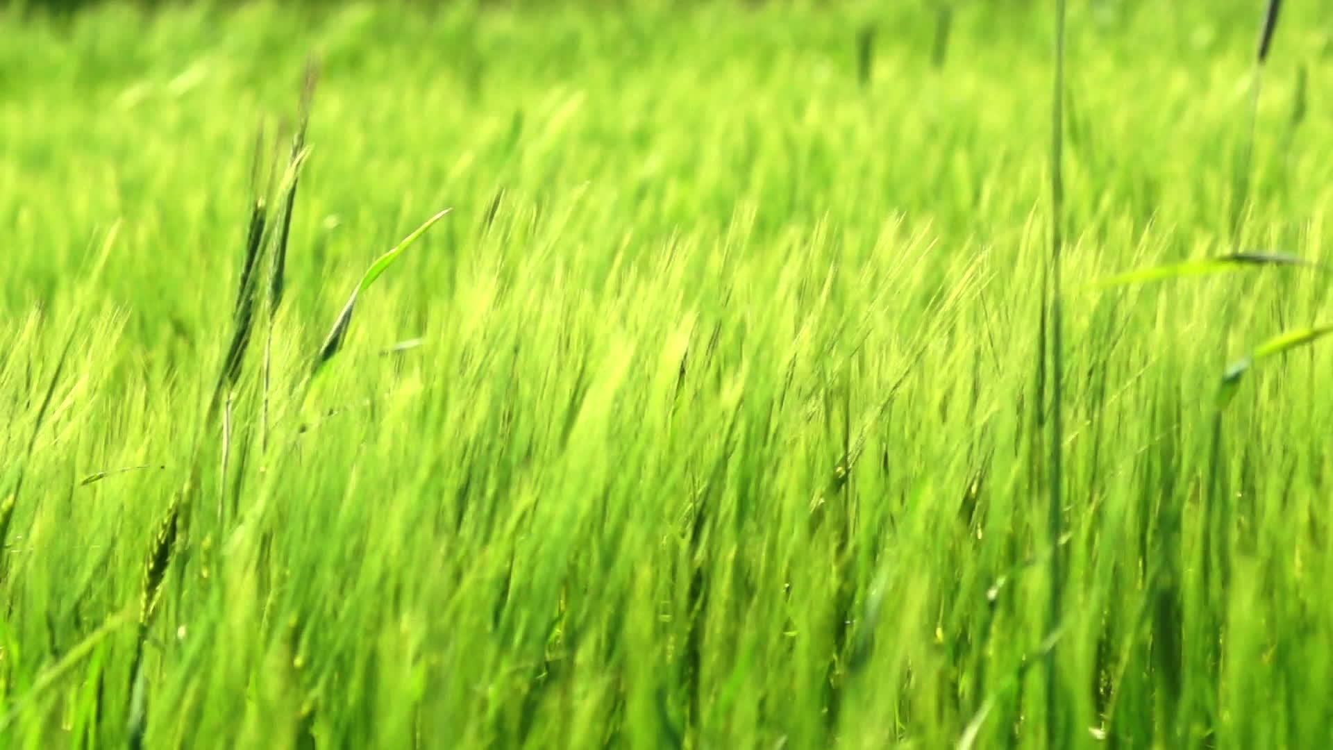 绿小麦视频的预览图