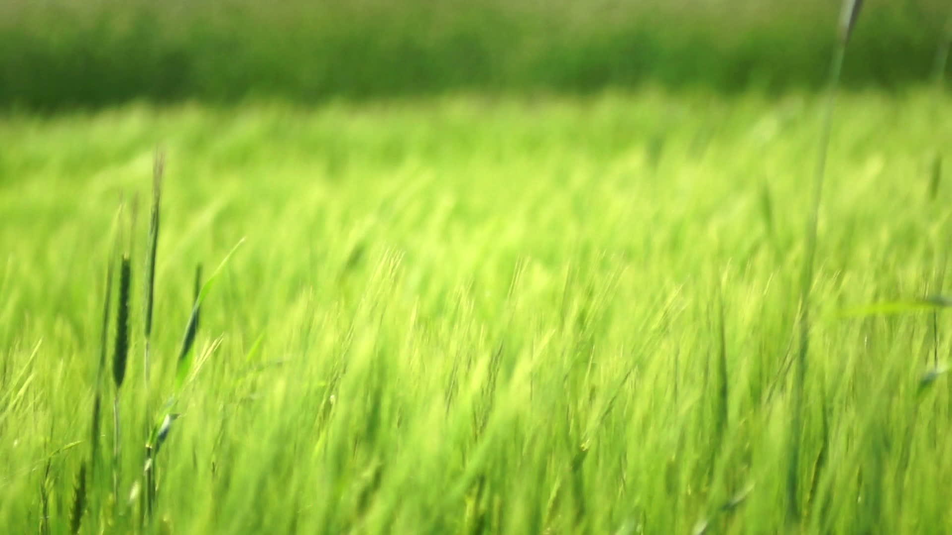 绿小麦视频的预览图