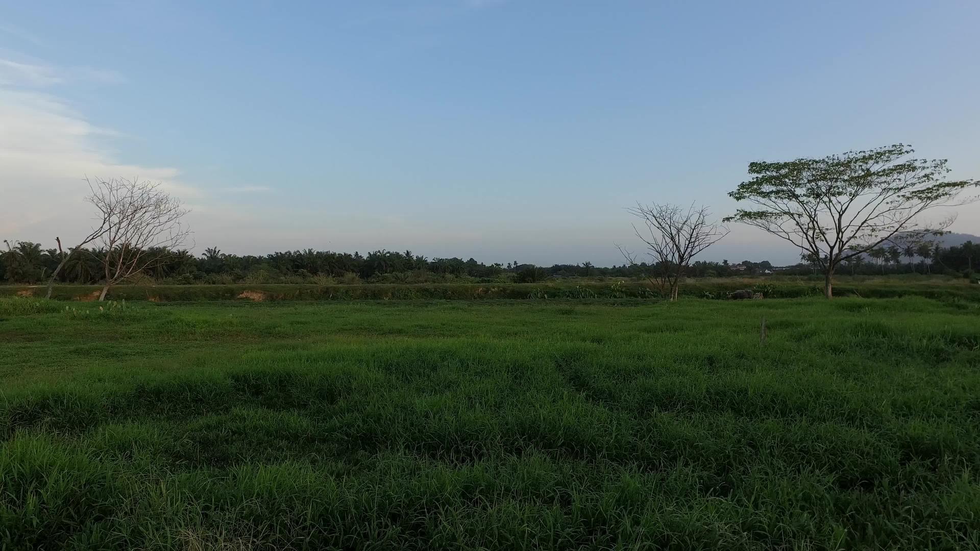 村里的绿田视频的预览图