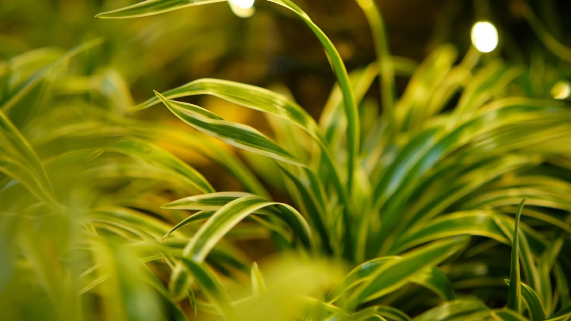 热带大热带背景春天多汁的绿草视频的预览图