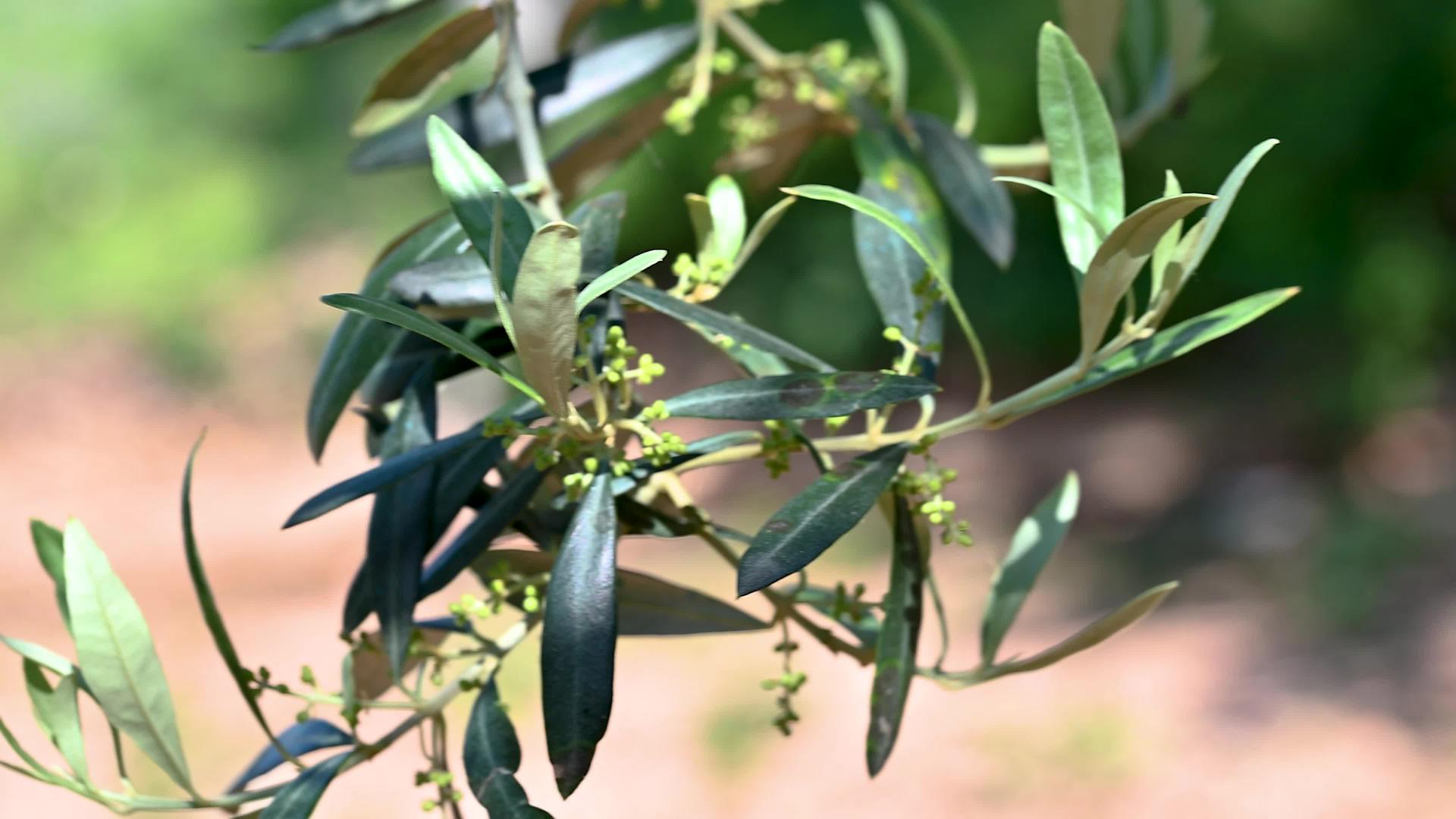 种植橄榄枝和第一批蠕虫视频的预览图
