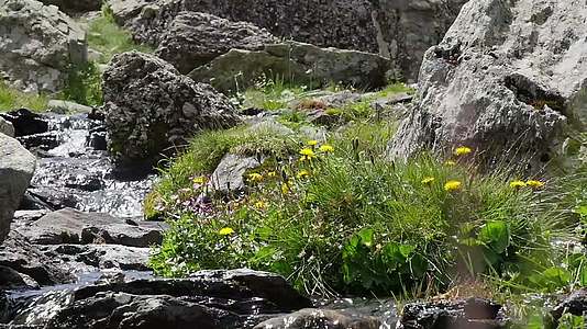 比利牛山脉的绿色小瀑布级联视频的预览图