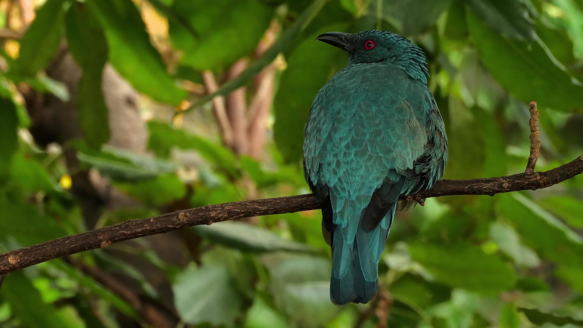 红眼蓝热带鸟视频的预览图