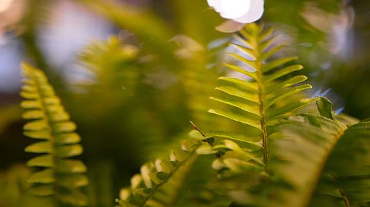 热带热带背景春天绿色多汁的新鲜叶子视频的预览图