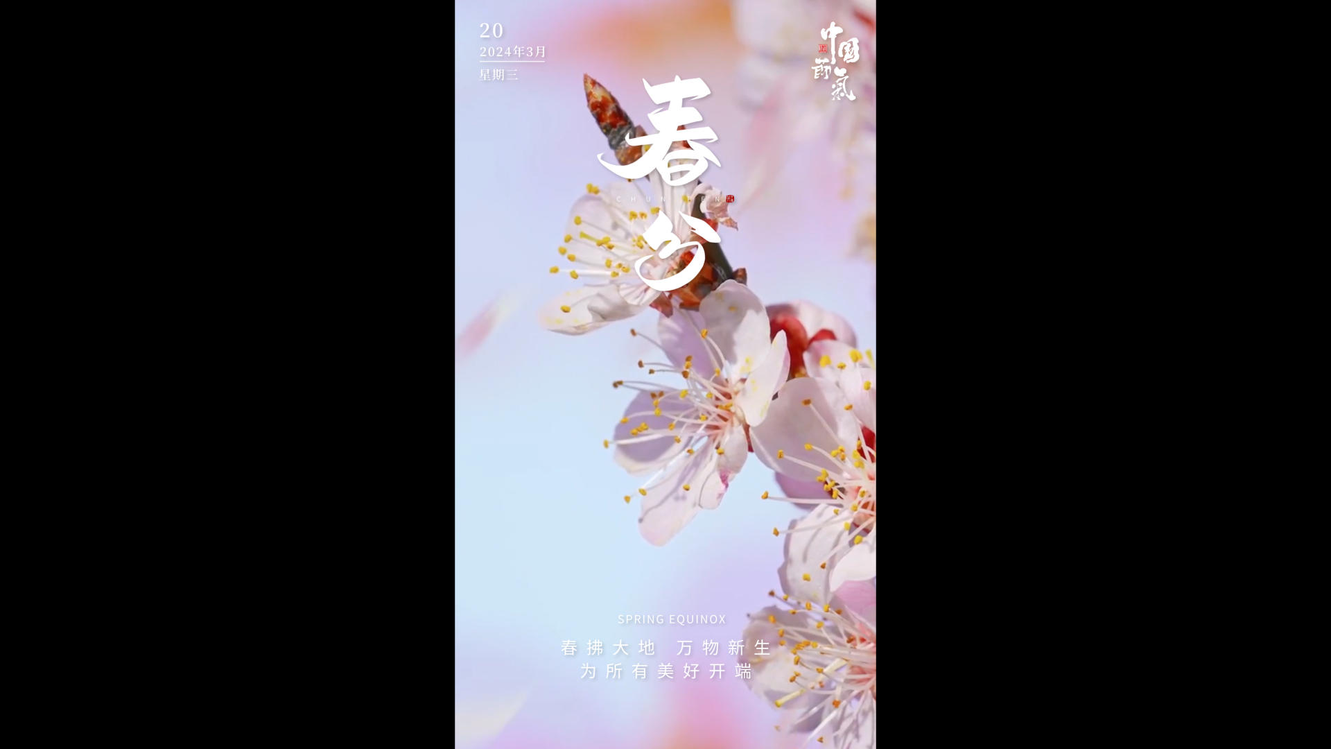 美丽桃花盛开春分视频海报视频的预览图