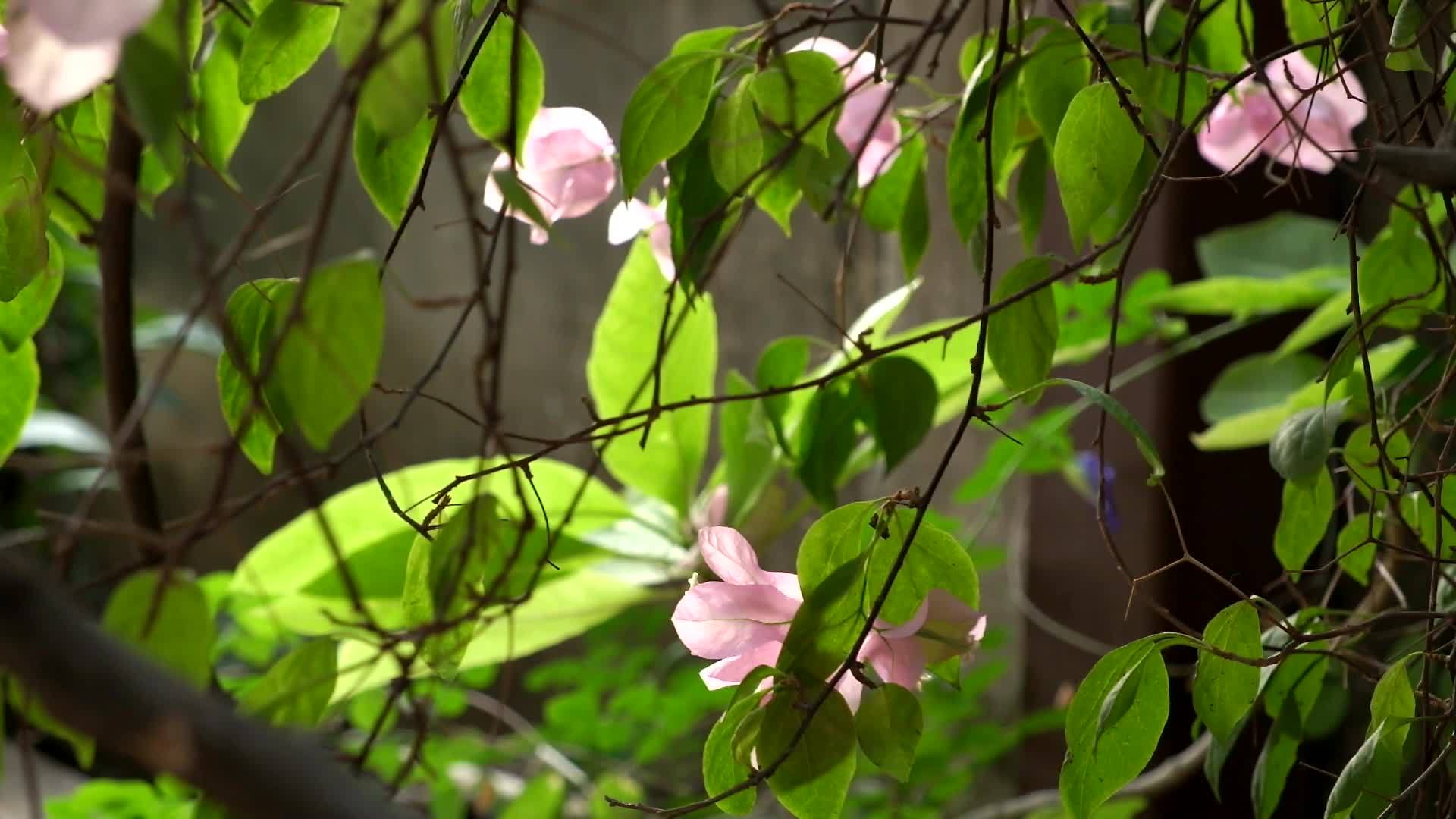 粉色的花在温柔的风中摇摆视频的预览图