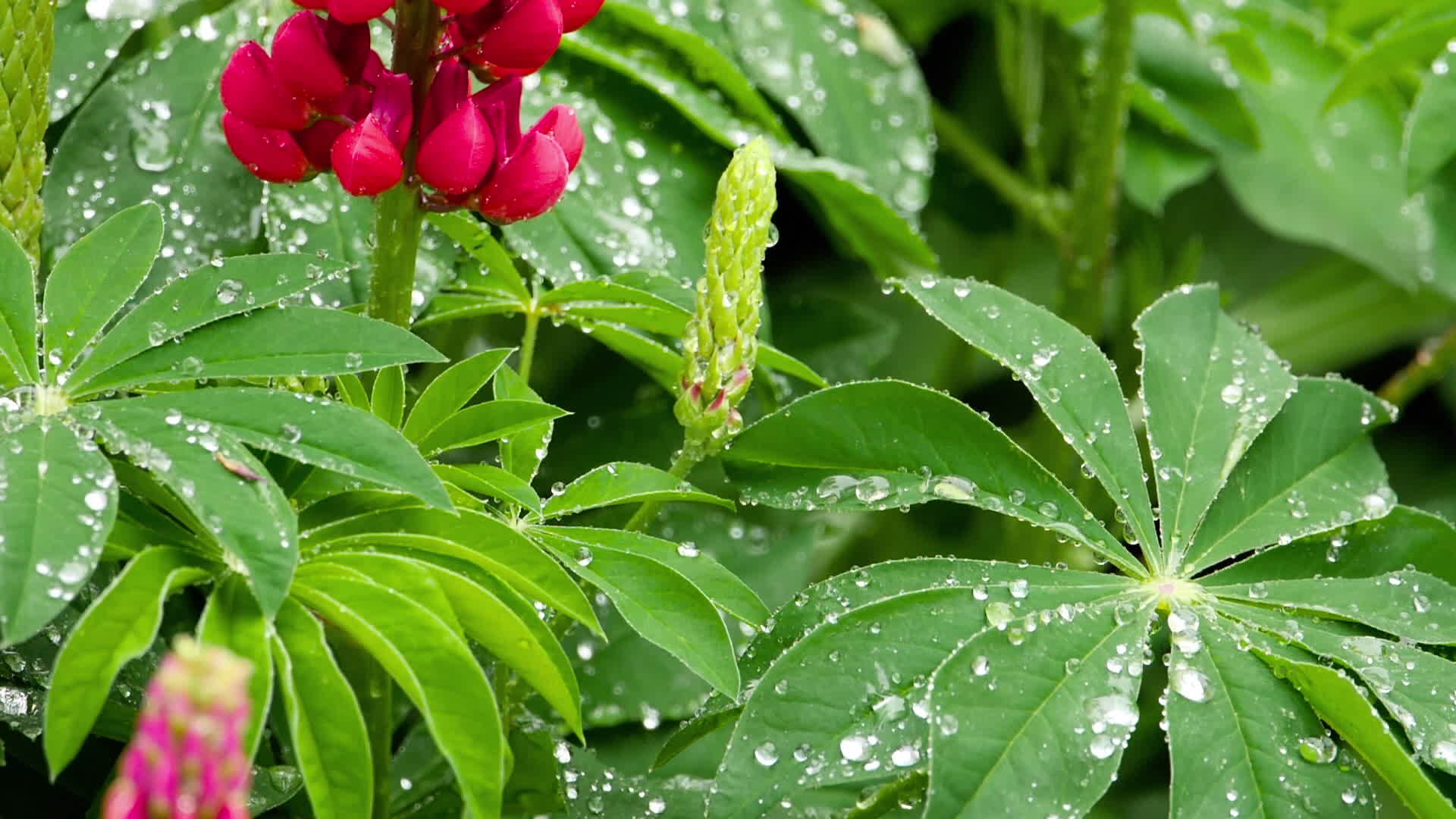 有雨滴的花和叶子视频的预览图
