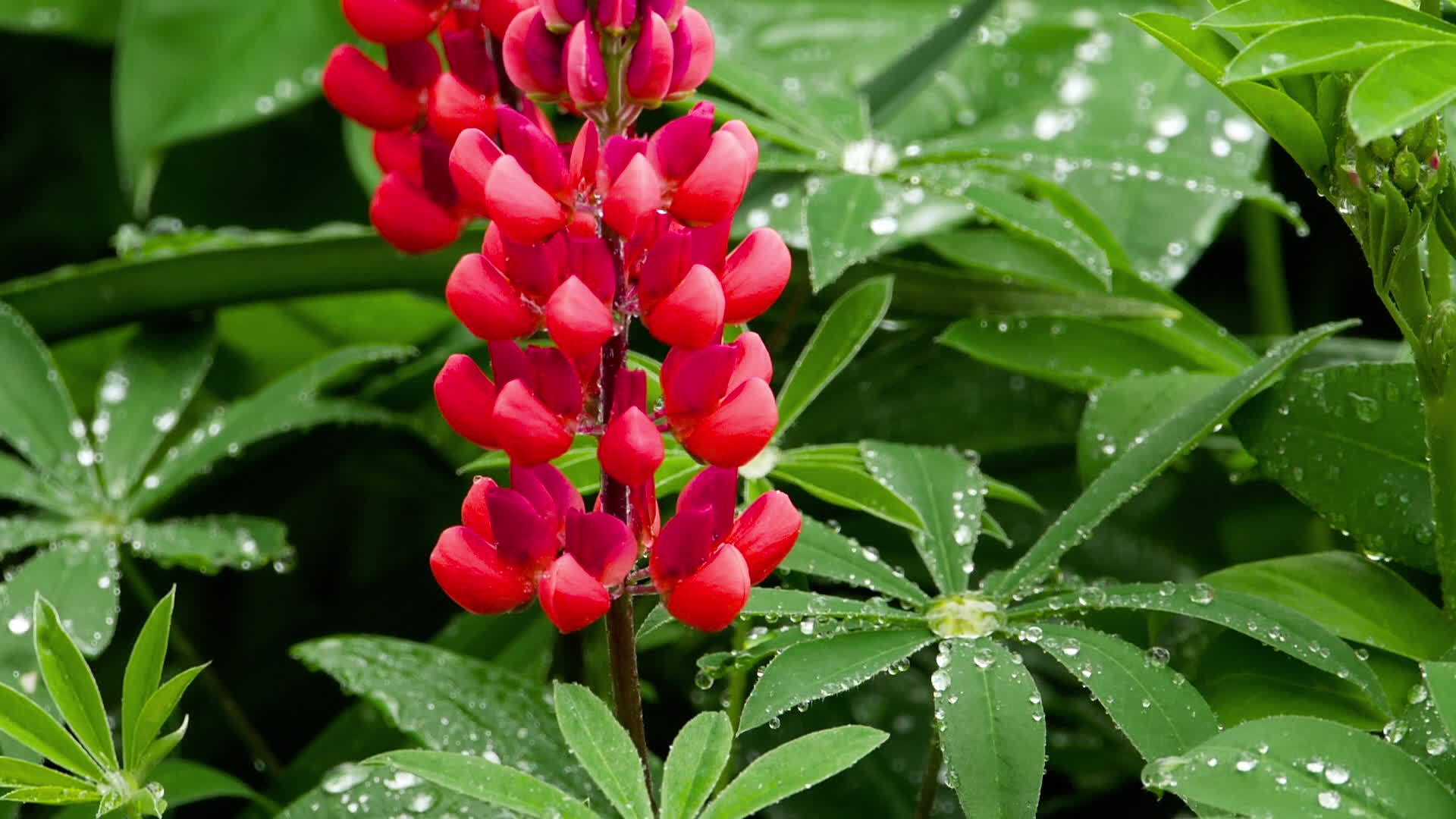 有雨滴的花和叶子视频的预览图