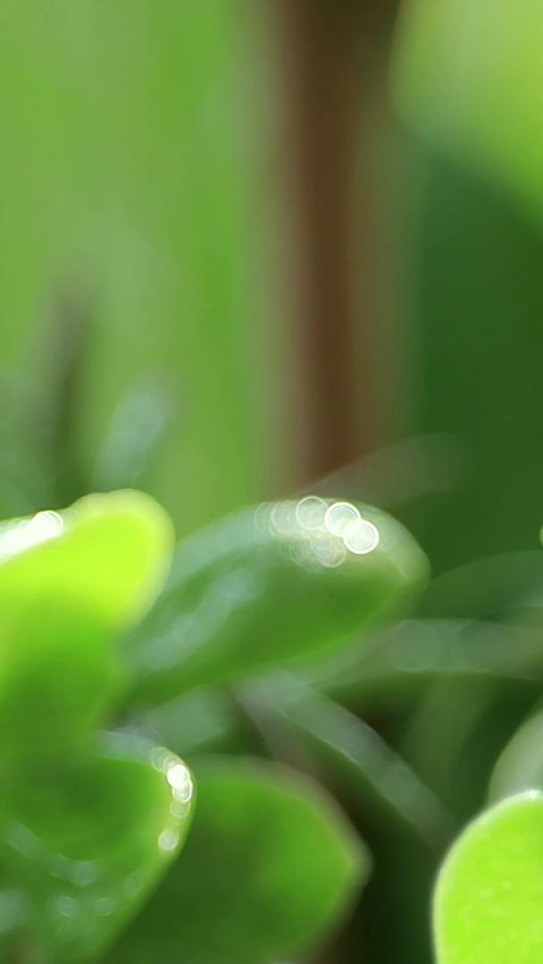 在雨中拍摄绿芽视频的预览图