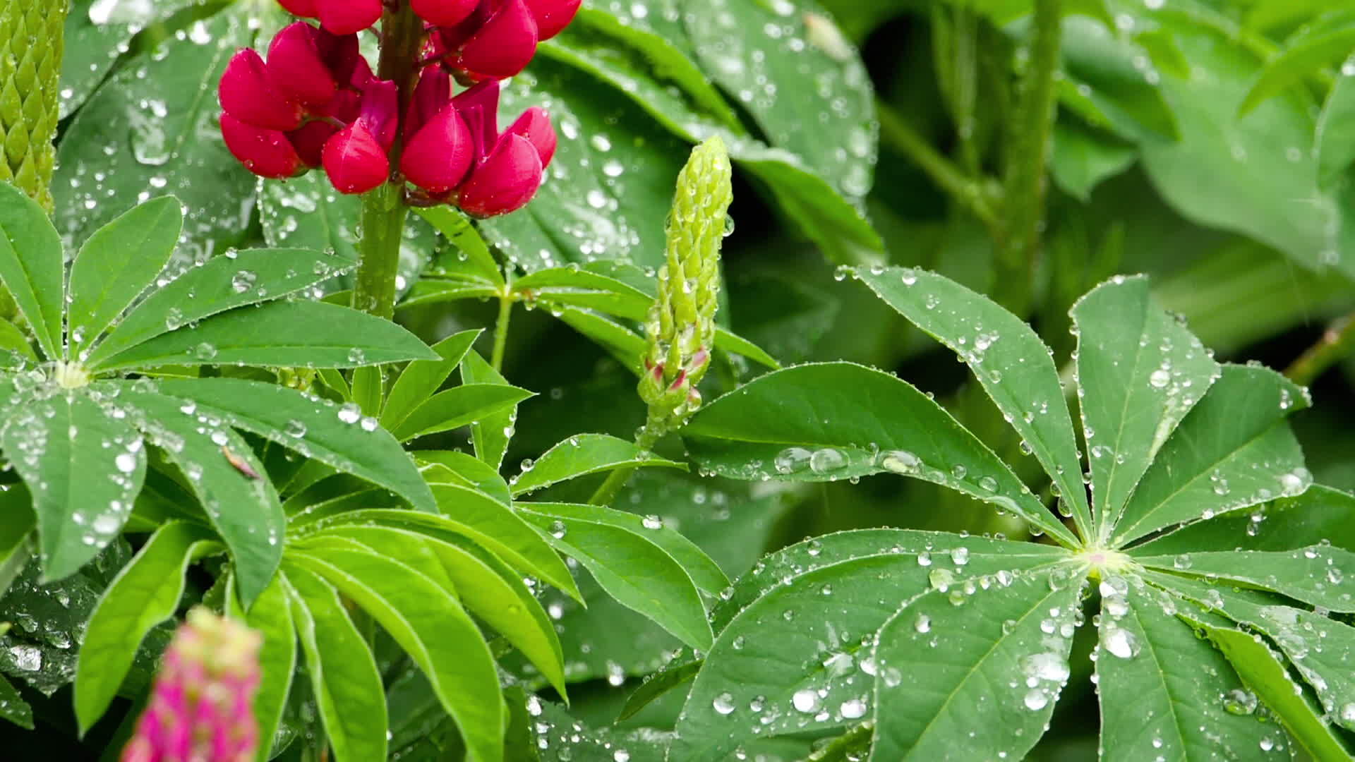 有雨滴的花和叶子视频的预览图