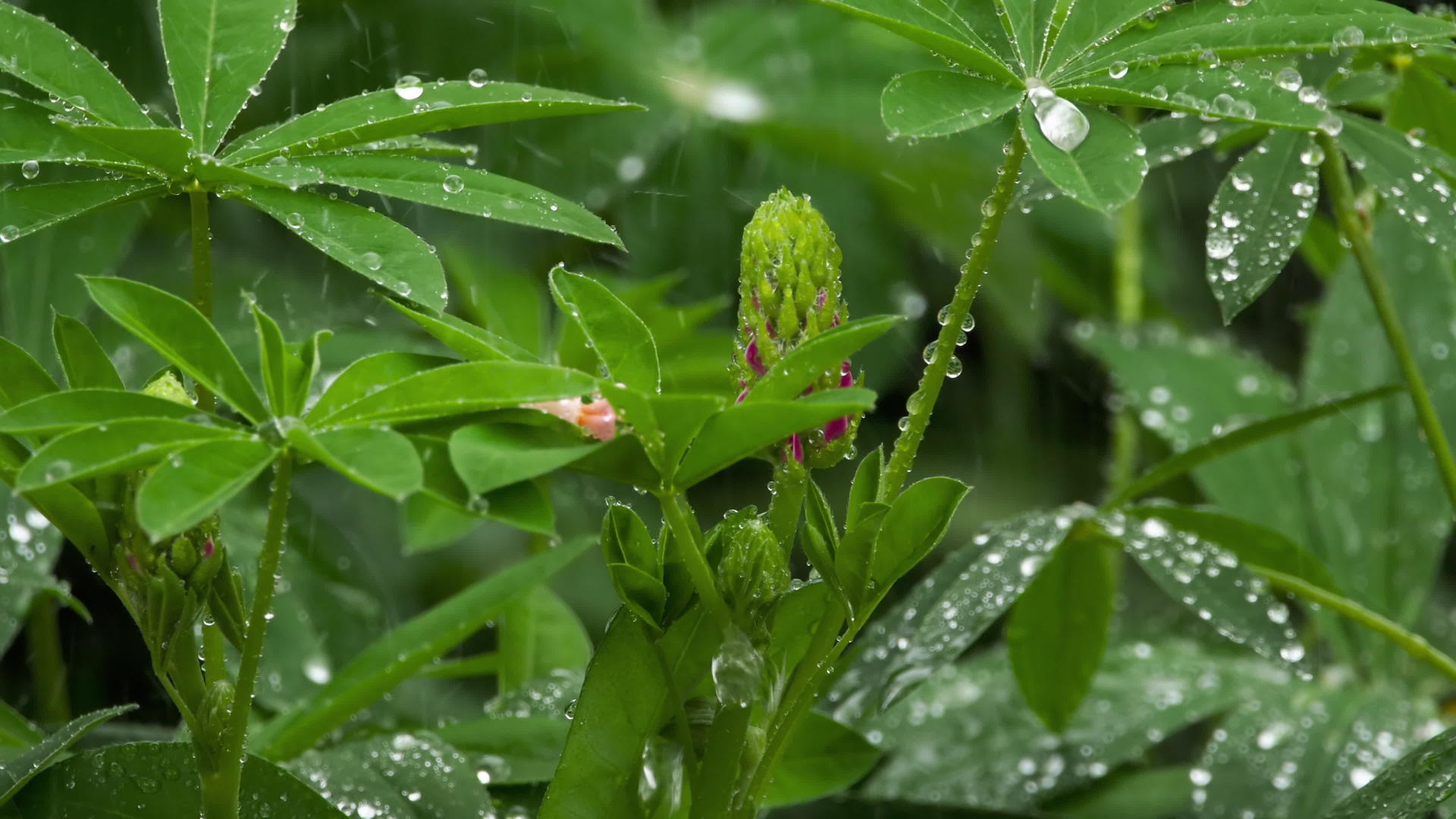 有雨滴的乳芽和树叶视频的预览图