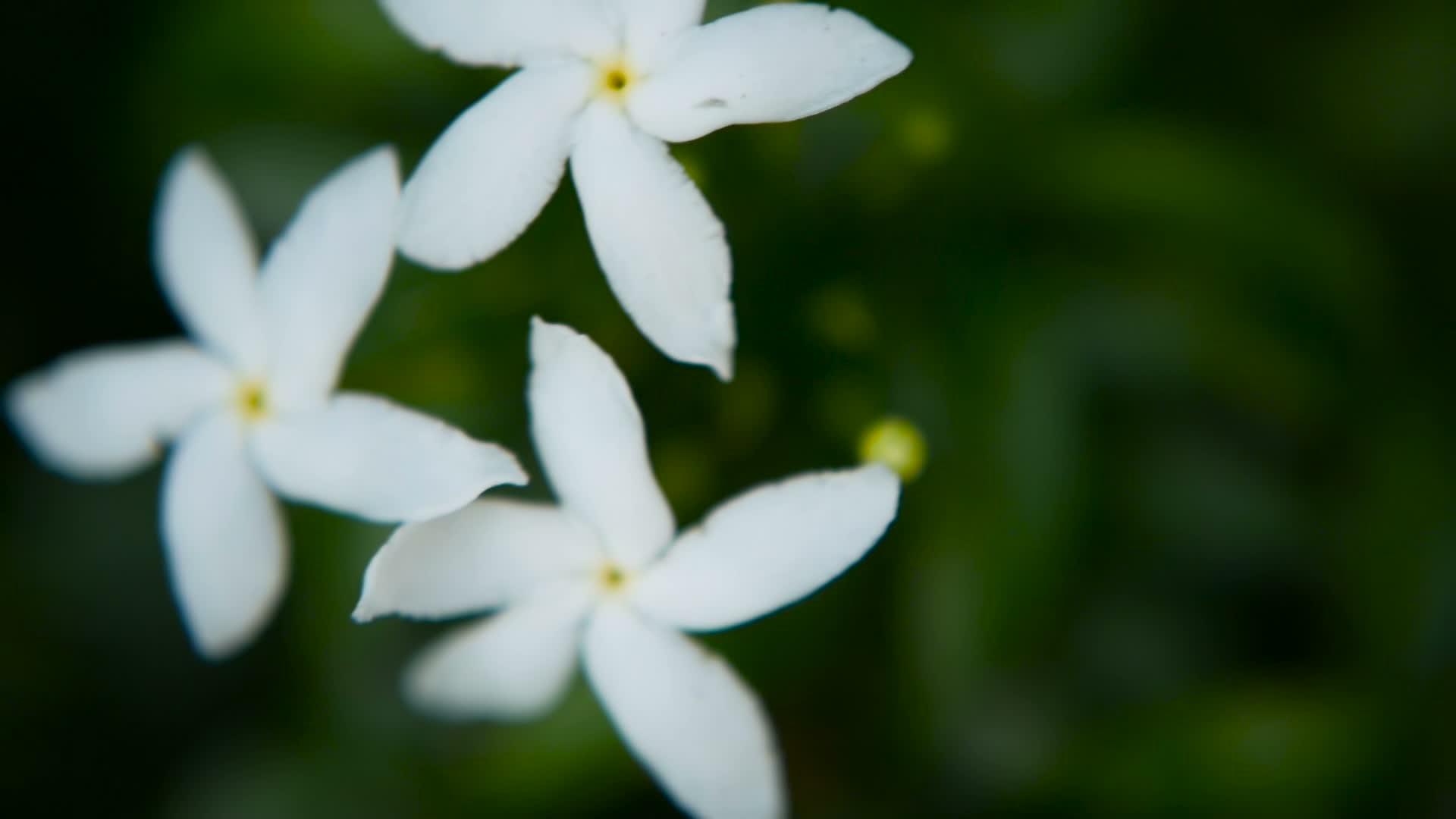 白花或尖牙园丁茉莉花背景视频的预览图
