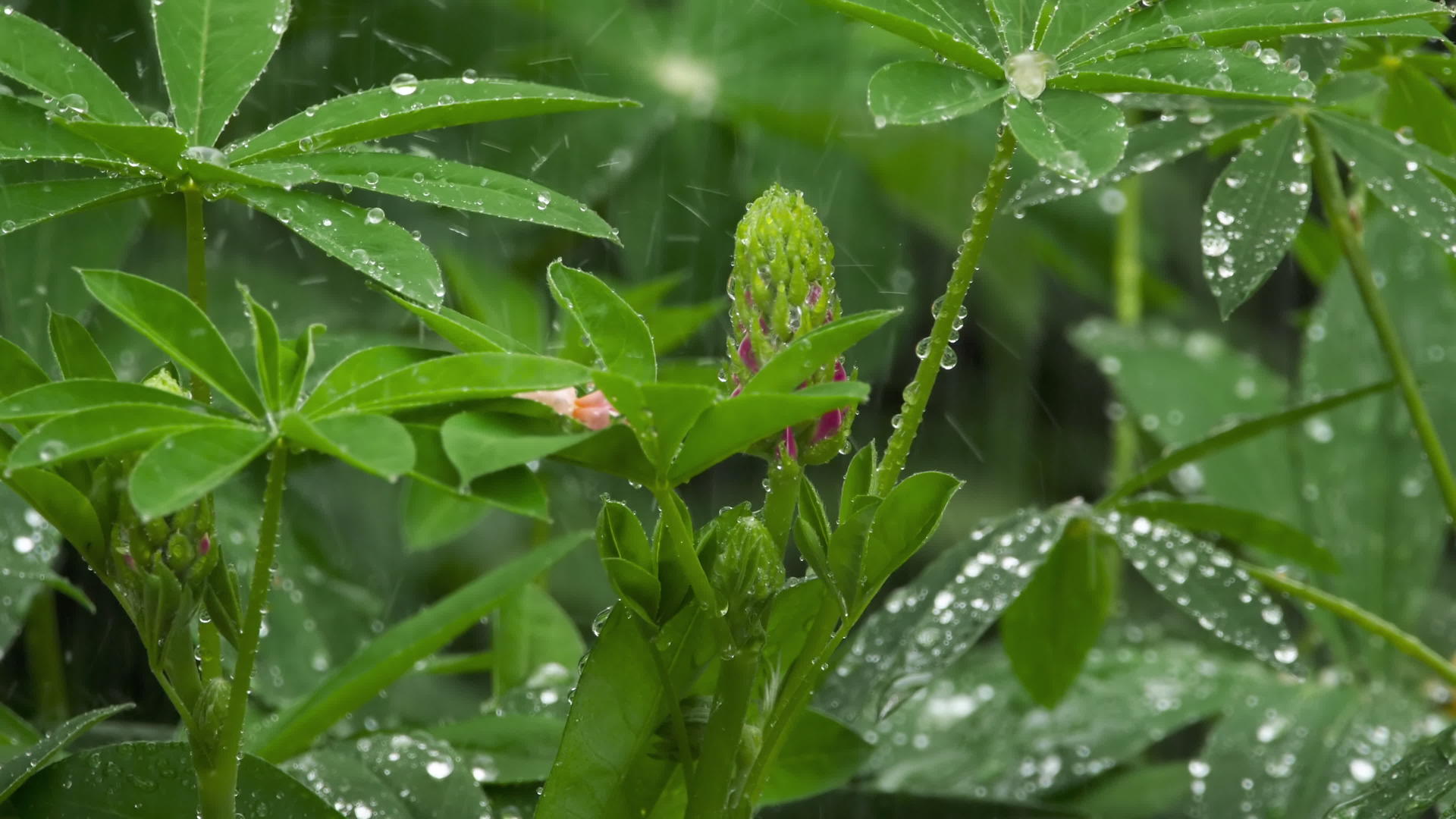 有雨滴的乳芽和树叶视频的预览图