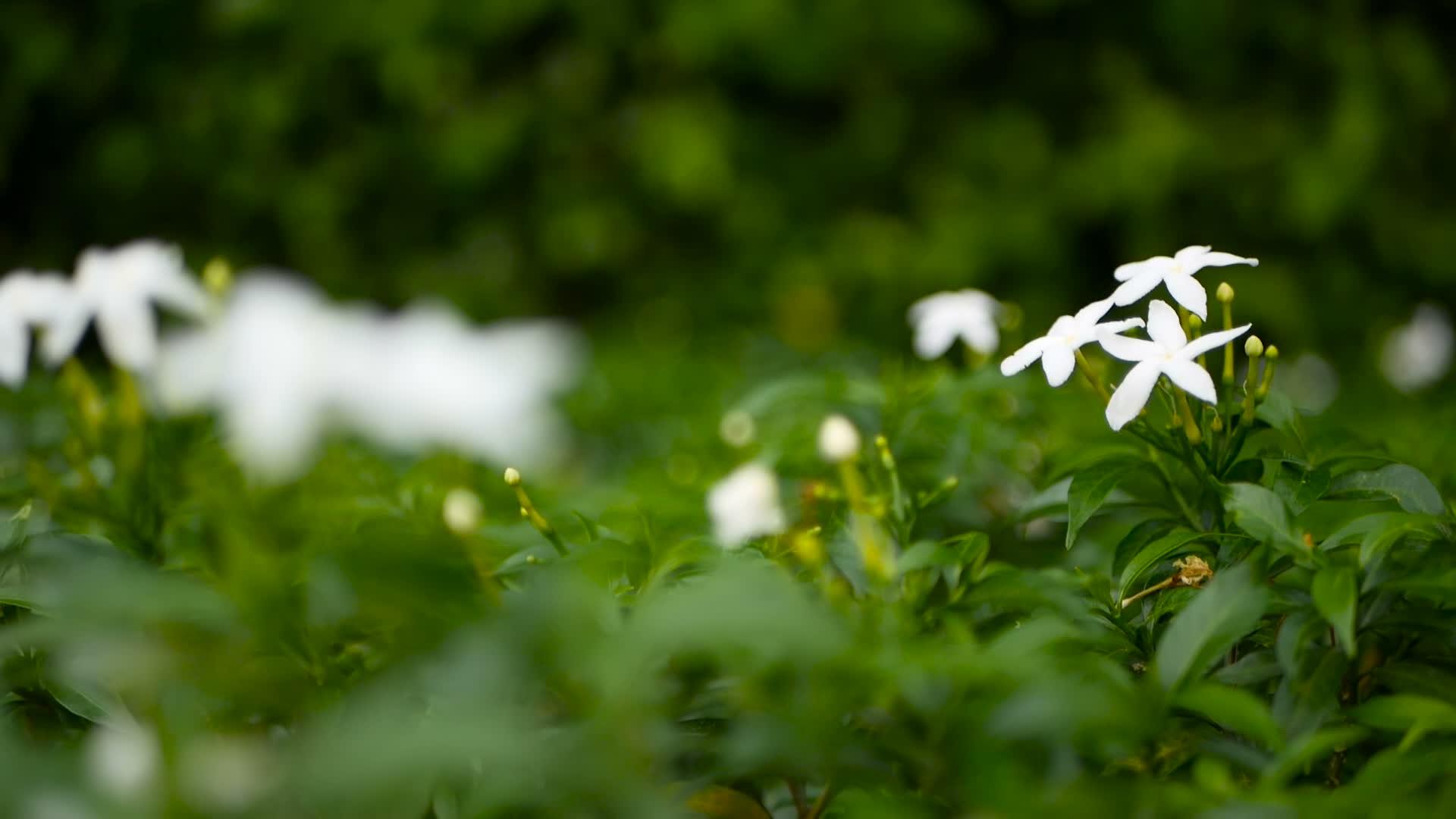 白花或尖牙园丁茉莉花背景视频的预览图