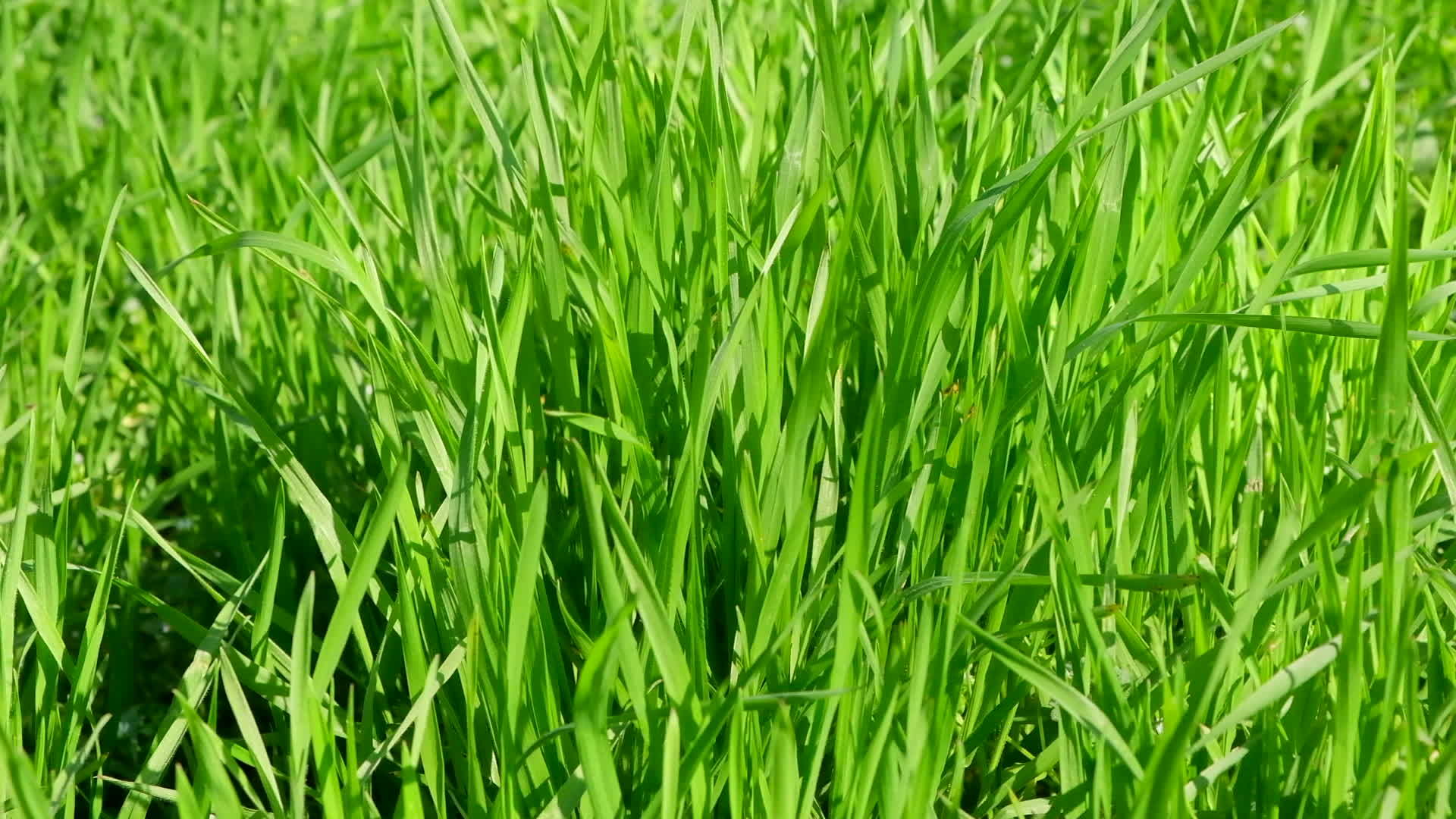 春天公园里种植的绿草视频的预览图