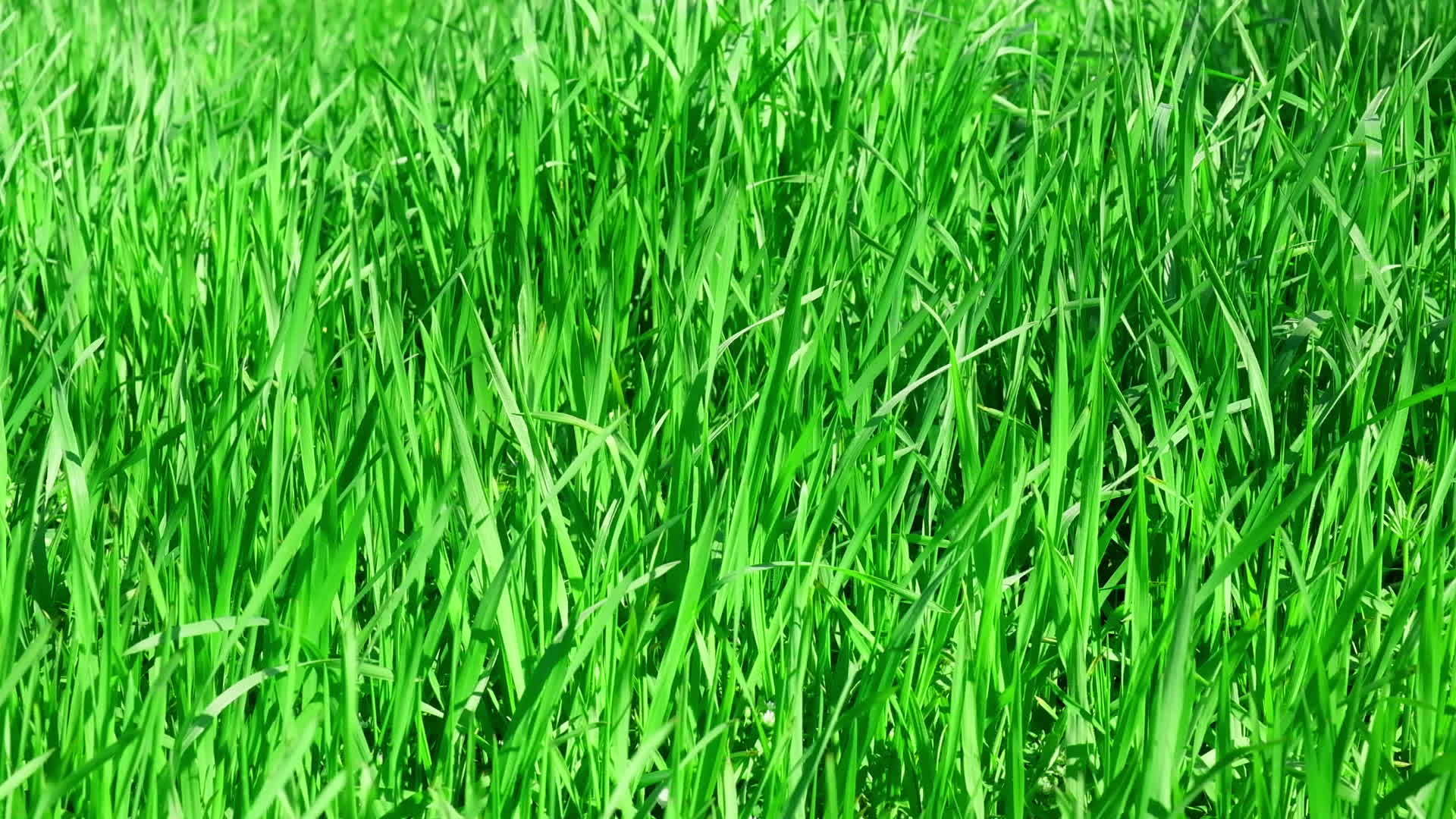 公园里高大的绿草在春天吹拂视频的预览图