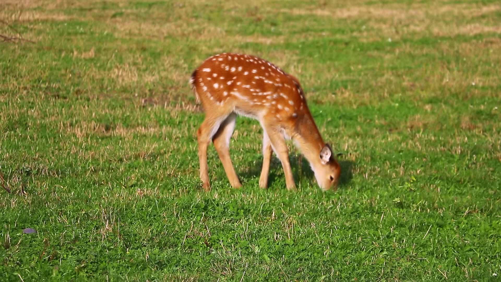 年轻的Sika鹿吃绿草野生大自然视频的预览图