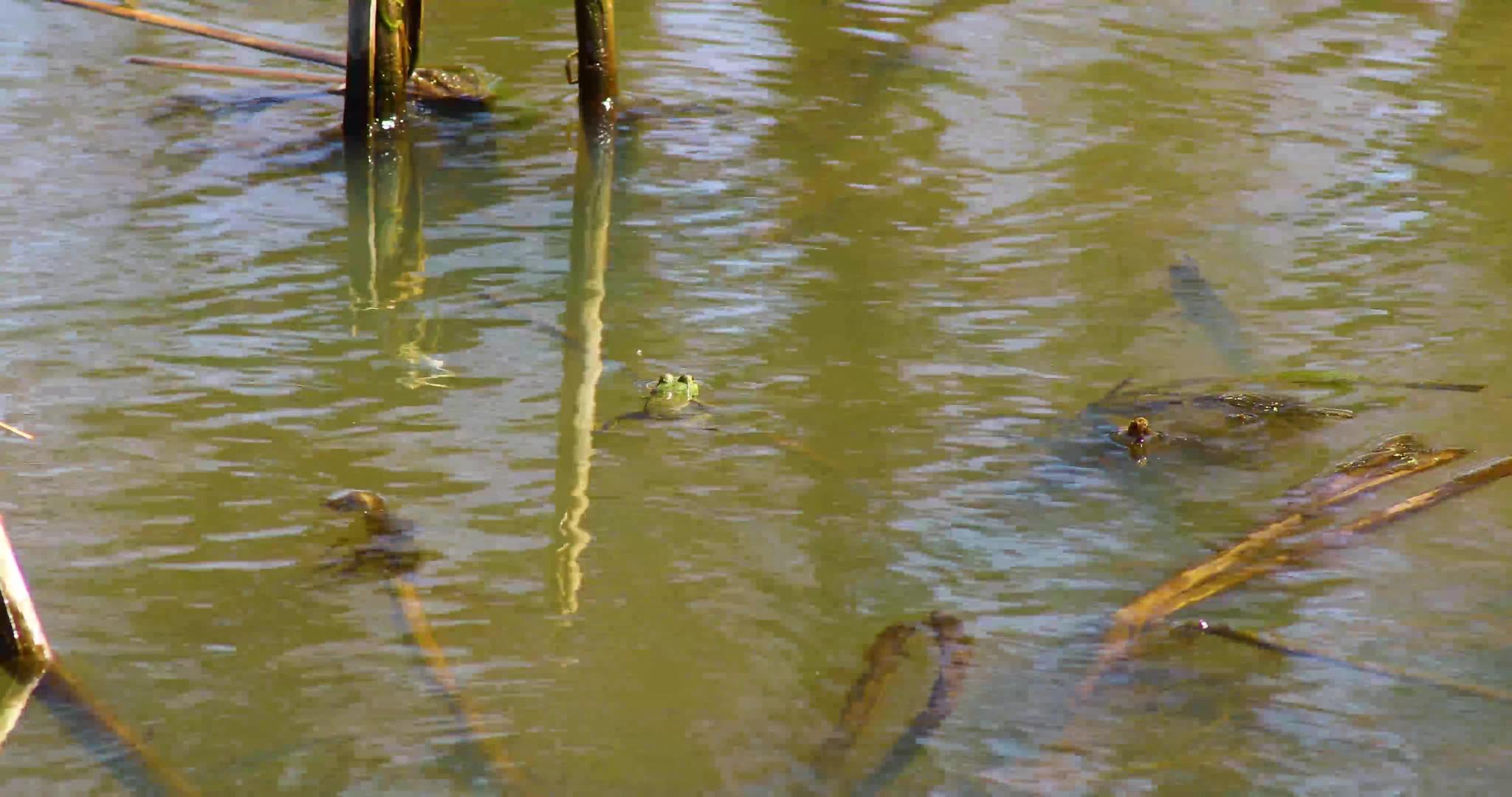 绿青蛙lithhobatescaitans在池塘中视频的预览图