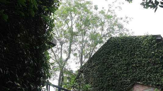常春藤复古屋的绿色风景视频的预览图