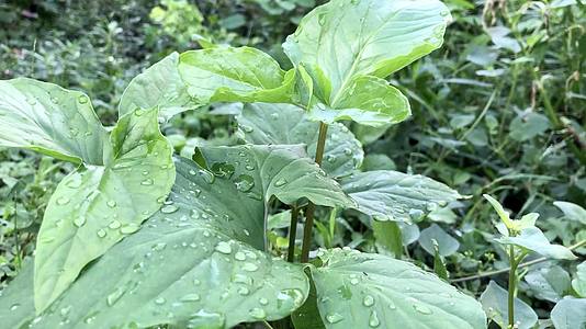 花园里种植的可食用的绿色菠菜叶子上的雨滴视频的预览图