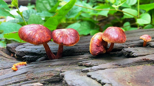 4K实拍朽木上生长的红色蘑菇视频的预览图