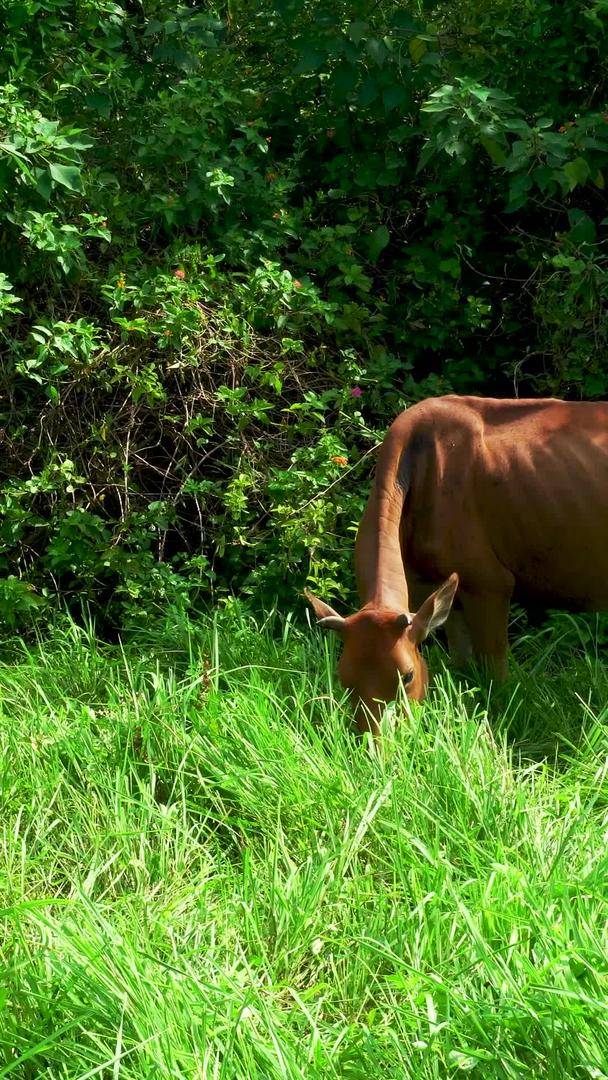 牛年休闲吃草的黄牛视频的预览图