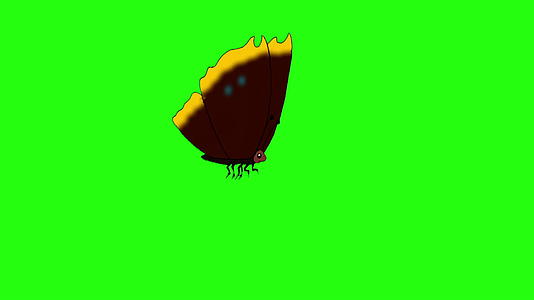 棕色的蝴蝶绕着染色的身体视频的预览图