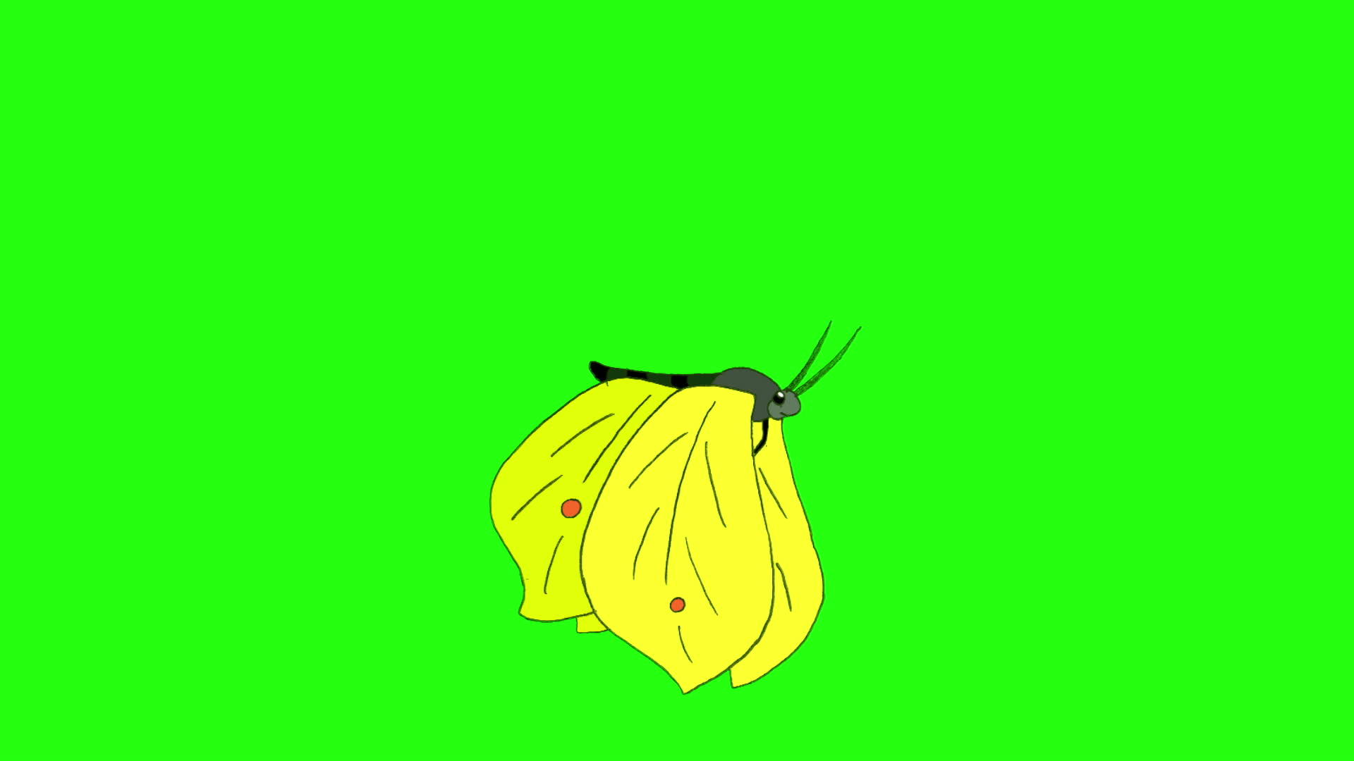 染色圈周围的黄蝴蝶视频的预览图