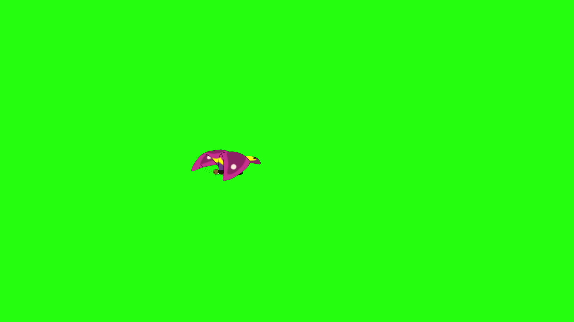 粉红色的蝴蝶飞回染色体键视频的预览图