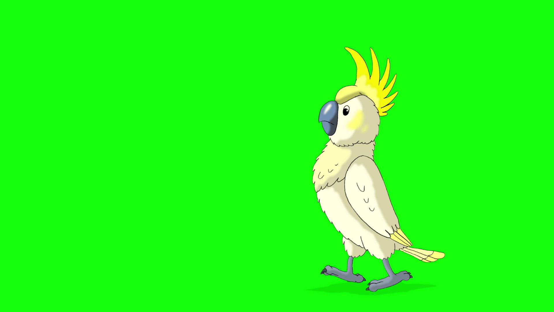 黄鹦鹉视频的预览图