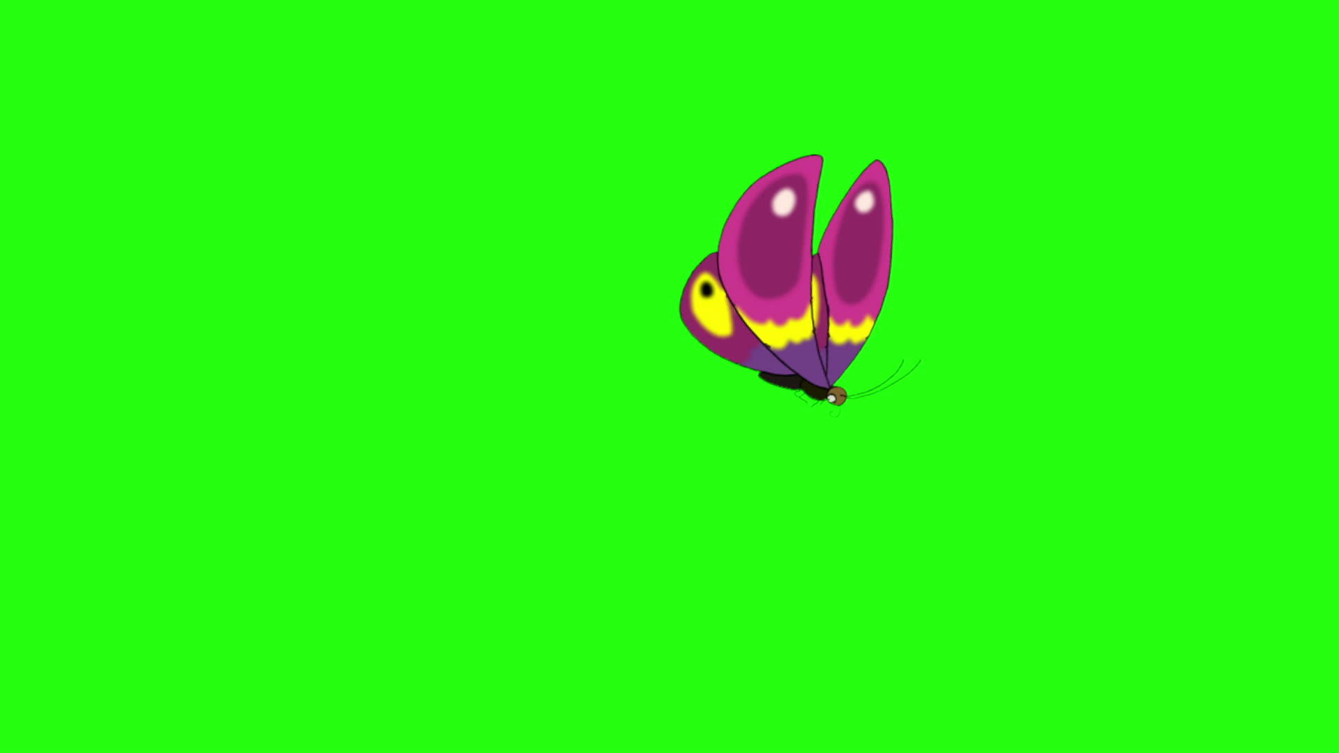 粉色蝴蝶视频的预览图