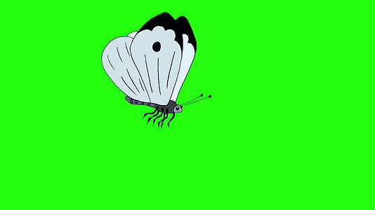 染色圈周围的白蝴蝶视频的预览图