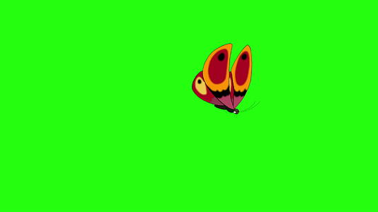 橙色蝴蝶飞回染色体键视频的预览图