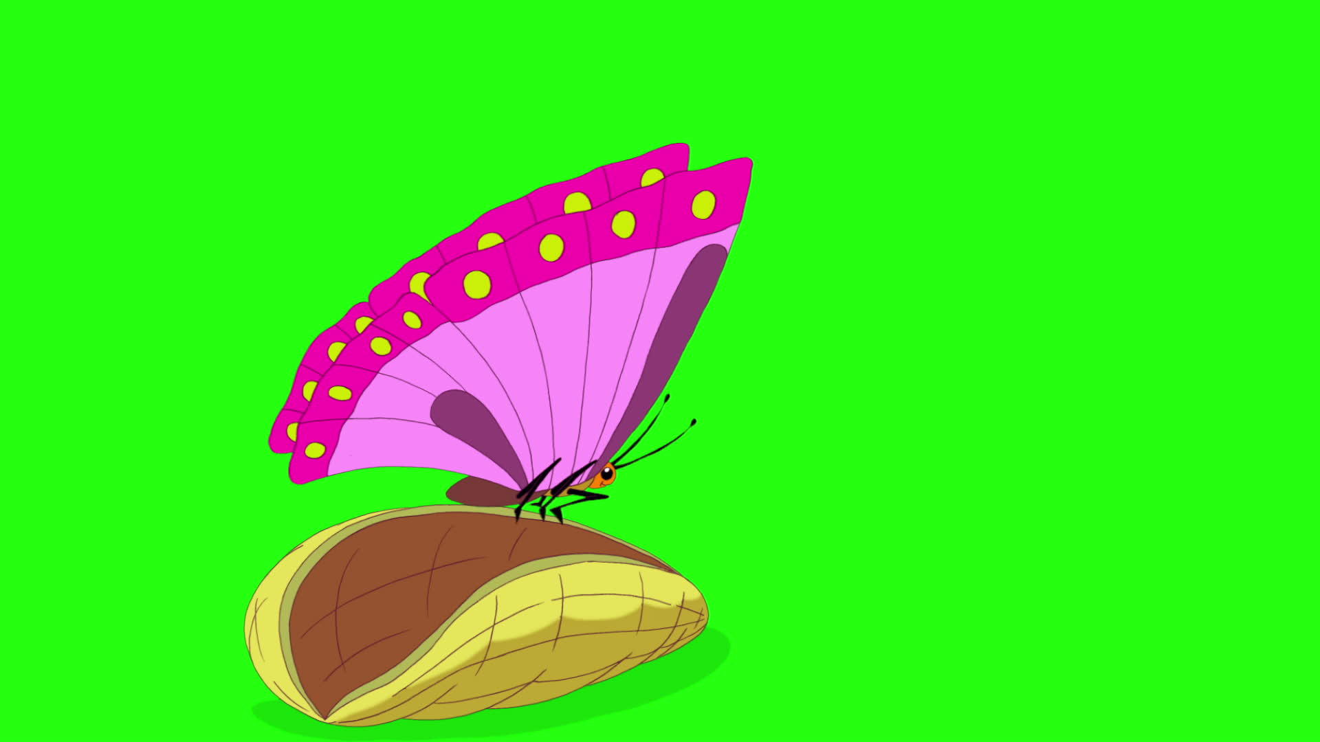 一只美丽的蝴蝶视频的预览图