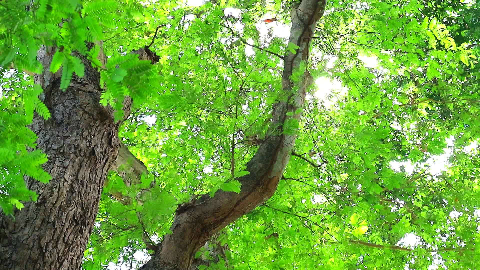 太阳照在塔马林树上花园里有小绿叶它们生长成鸟类和其他植物视频的预览图
