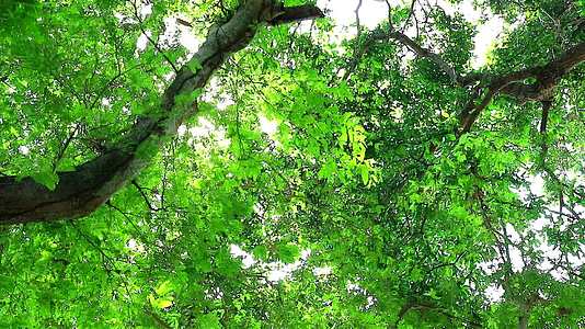 花园里有小绿叶生长在塔马林树上为鸟类和其他动物提供服务视频的预览图
