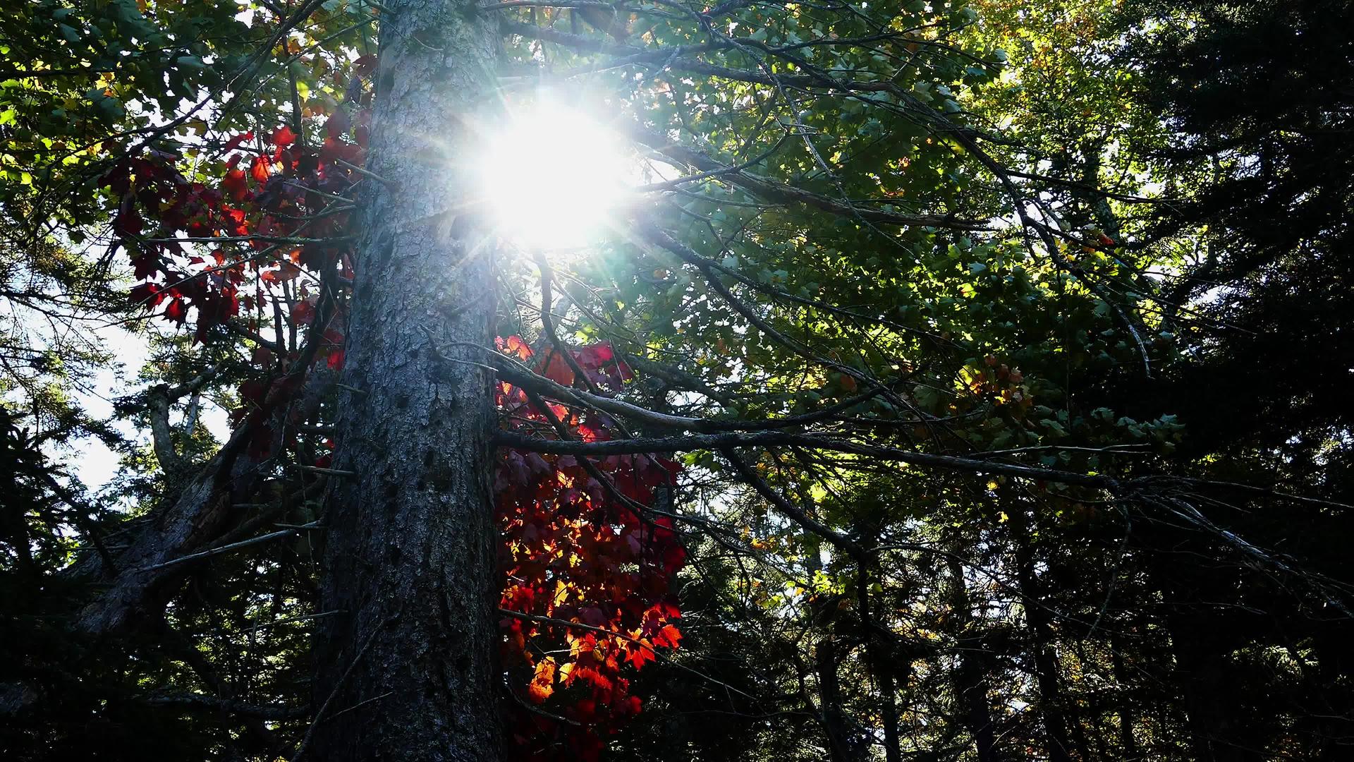 秋天在树后的阳光下视频的预览图
