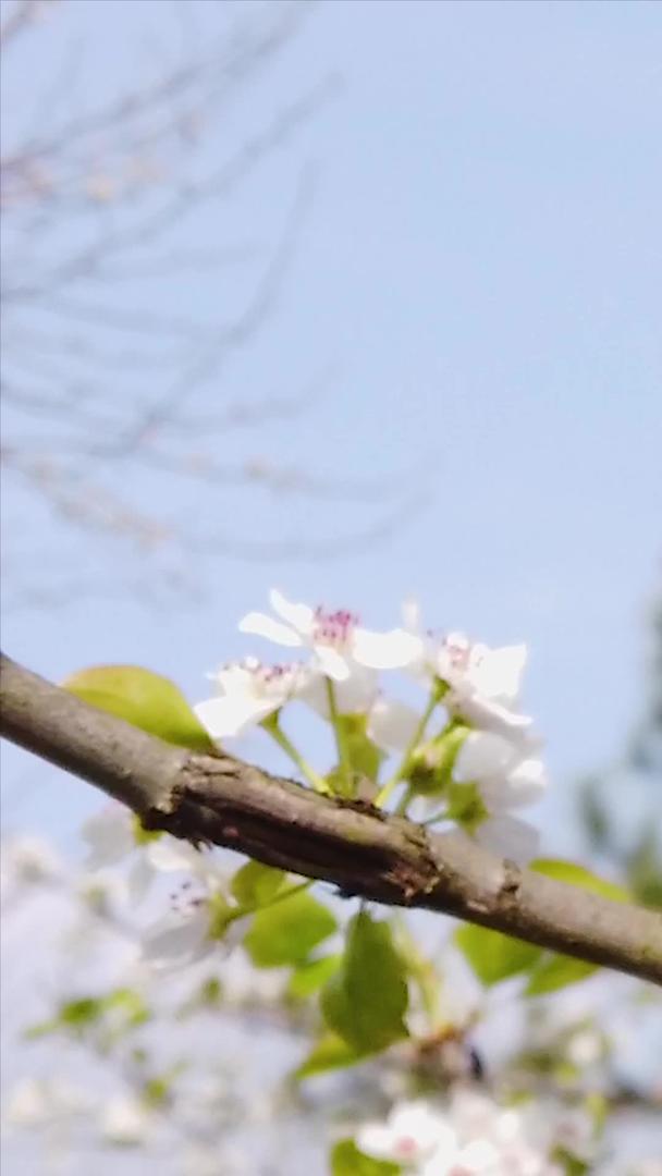 盛开的梨花视频的预览图