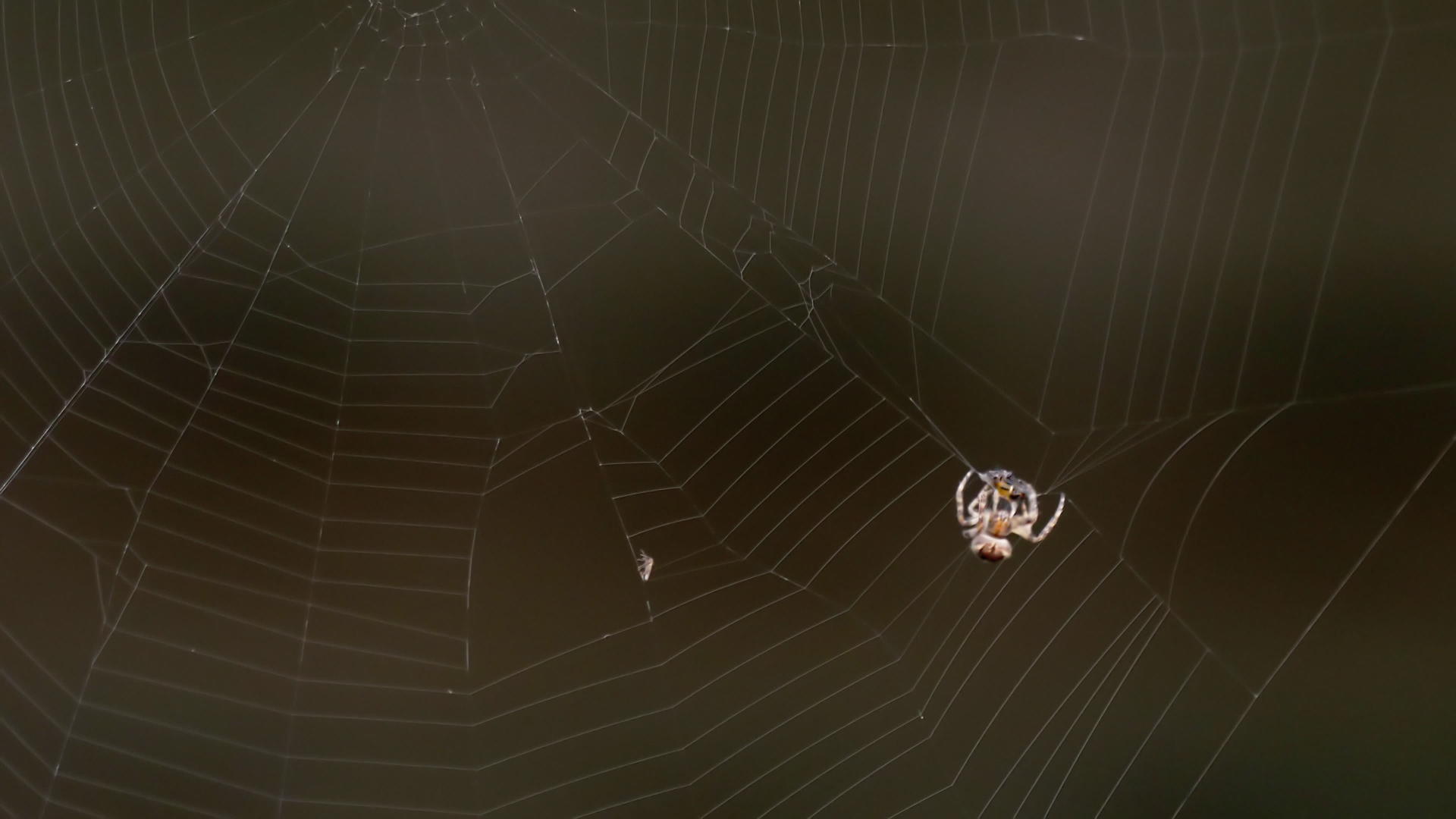 蜘蛛在网上吃猎物视频的预览图