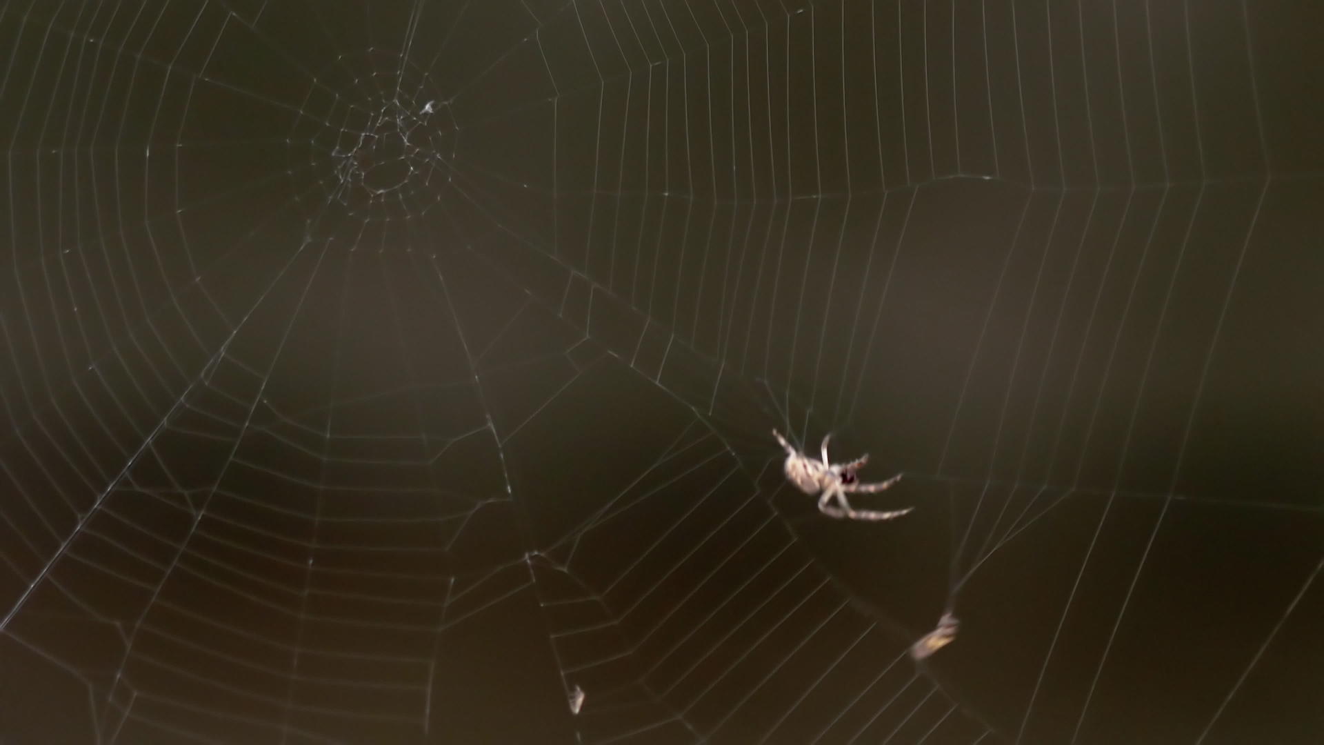 蜘蛛在网上吃猎物视频的预览图