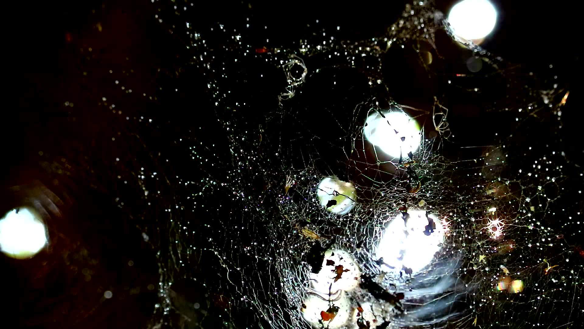 模糊雨滴的蜘蛛网和双影蜘蛛网视频的预览图