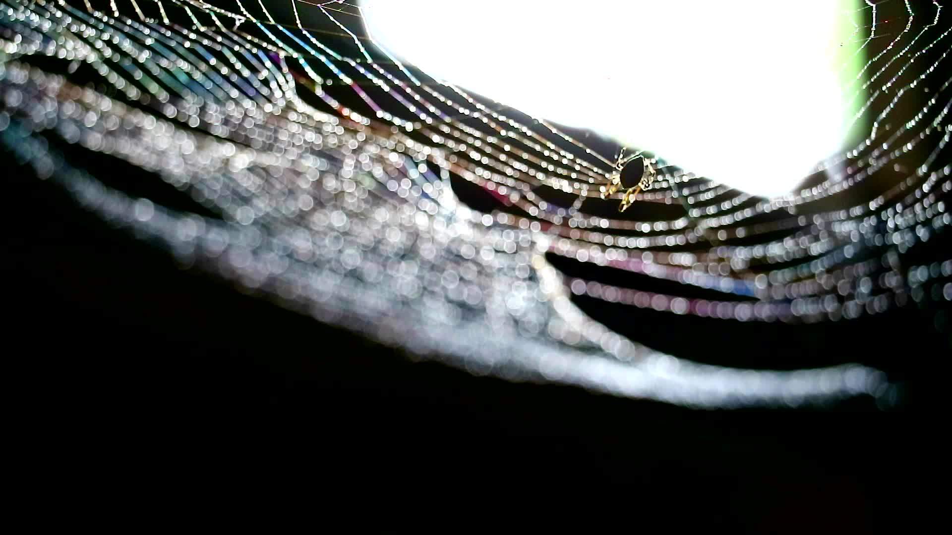 蜘蛛网上的糊的浅蓝色雨滴和蜘蛛的剪影去除了网上的水滴视频的预览图