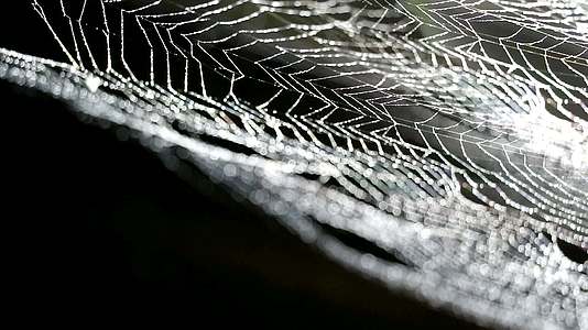 蜘蛛网上的雨滴和网上水的模糊焦点视频的预览图