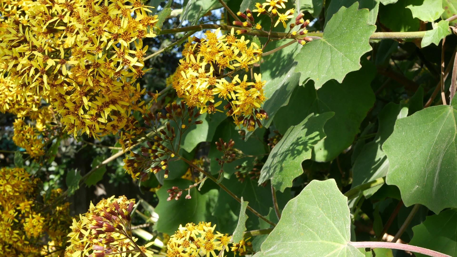 天鹅绒groundsel黄色花加利福尼亚美国Roldana视频的预览图