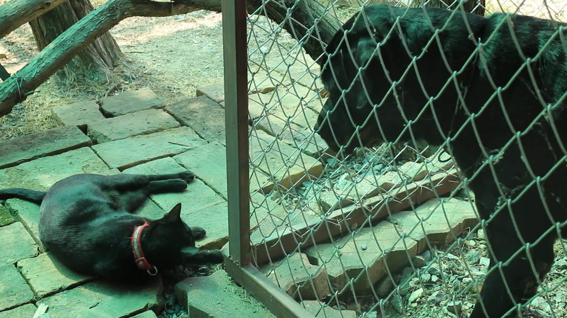 公狗与黑尖猫玩耍视频的预览图