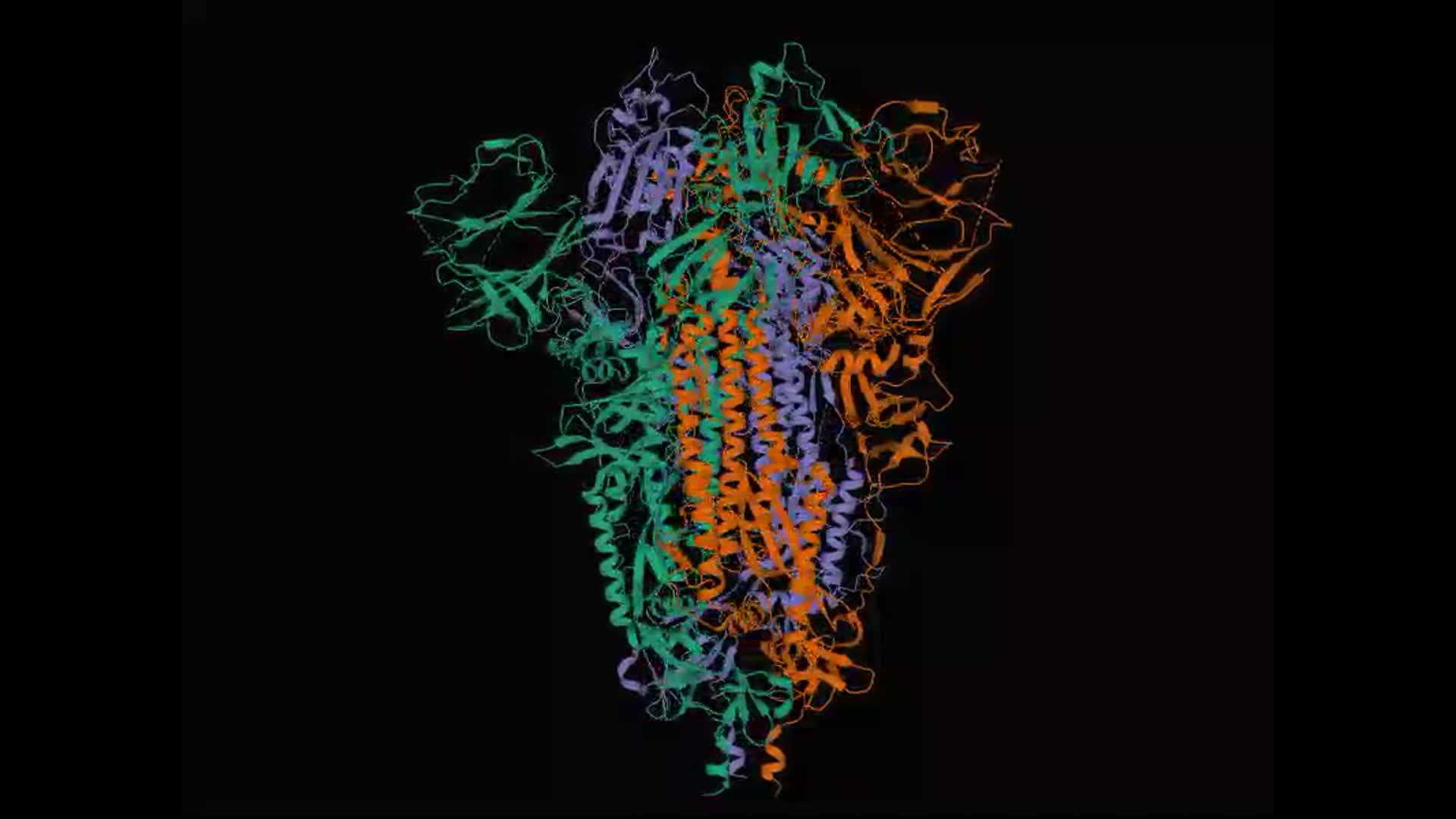 沙尔钉刺甘蛋白结构结构视频的预览图