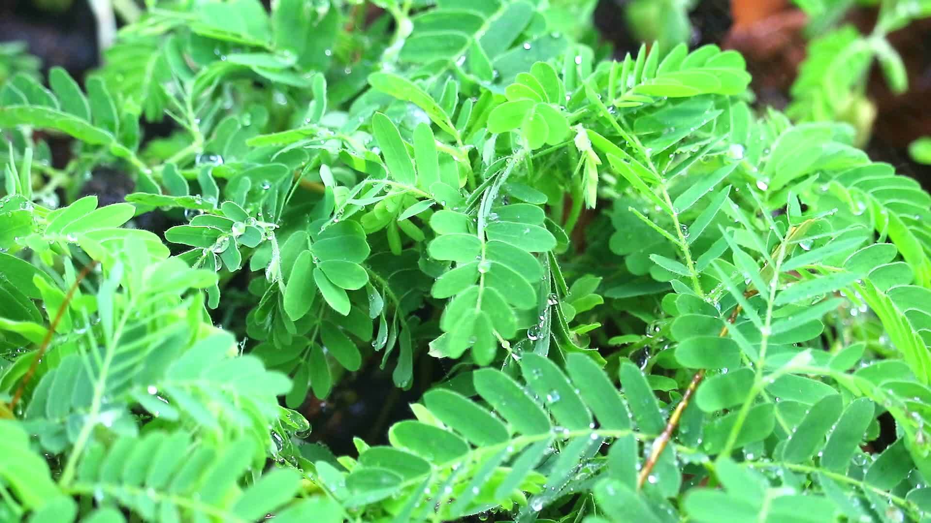 雨季1后新生的罗马林叶子上的雨滴1视频的预览图