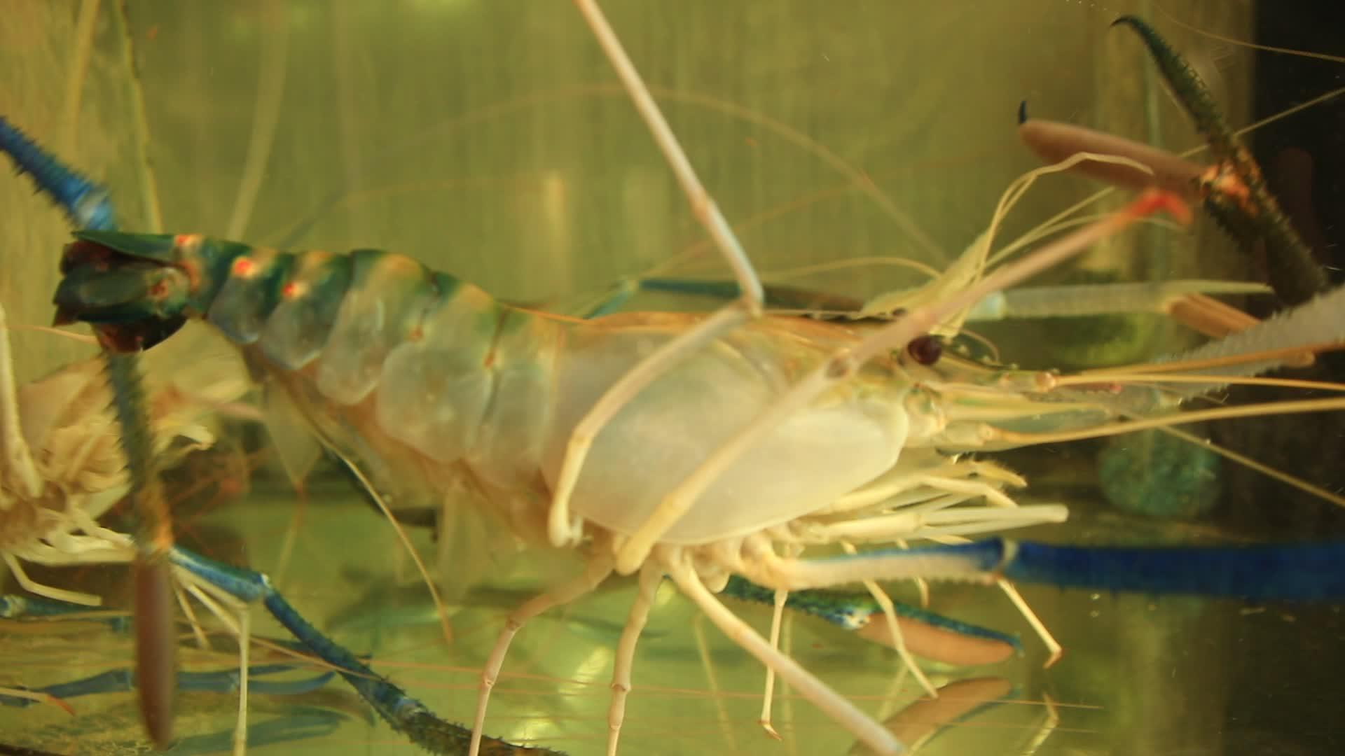 蓝虾在海鲜市场销售视频的预览图