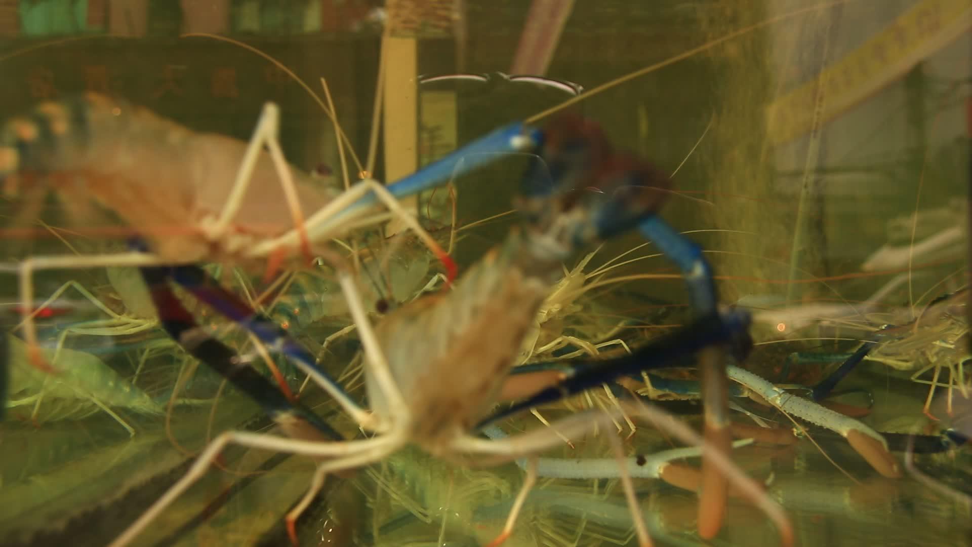 蓝虾在海鲜市场销售视频的预览图