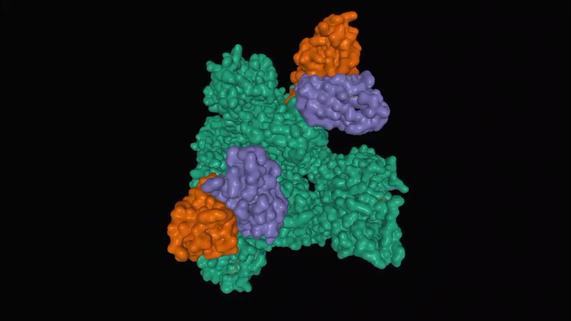 刺突糖蛋白同源三聚体和中和抗体视频的预览图